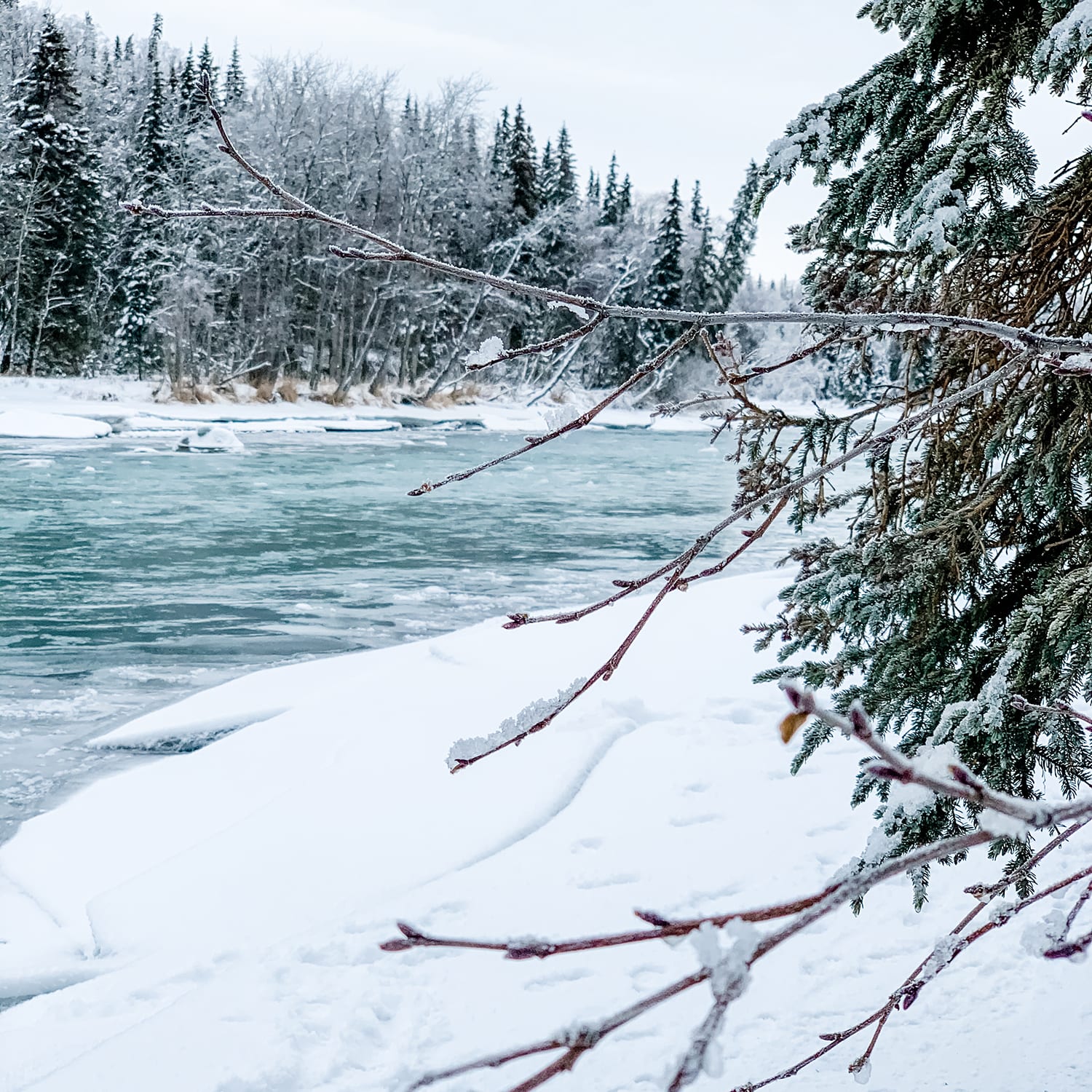 Escape to the Wild:  Your Guide to Kasilof River State Recreation Site